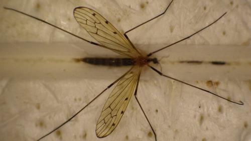 Réf. 281 330 : Limonia nigropunctata